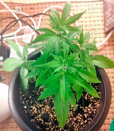 Sugar Mango Ryder Auto (World of Seeds)
