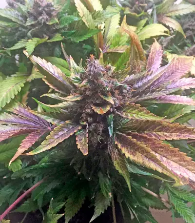 White Widow (Nirvana Seeds)