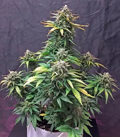 Haze XXL Autoflowering Seeds