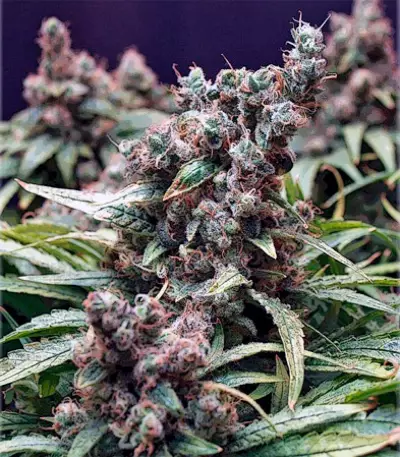 Skunk #1 regular (Dutch Passion)