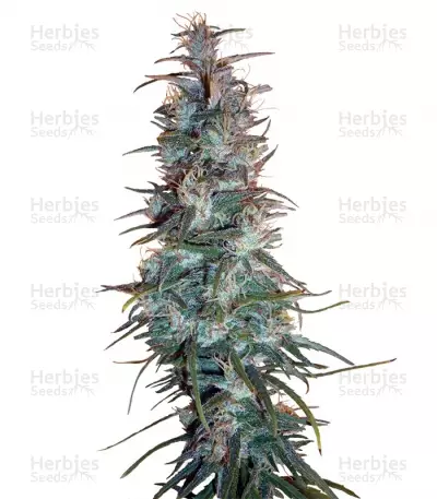 Buy Dr. Grinspoon feminized seeds