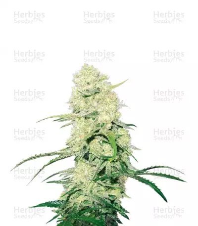 Buy Malakoff feminized seeds
