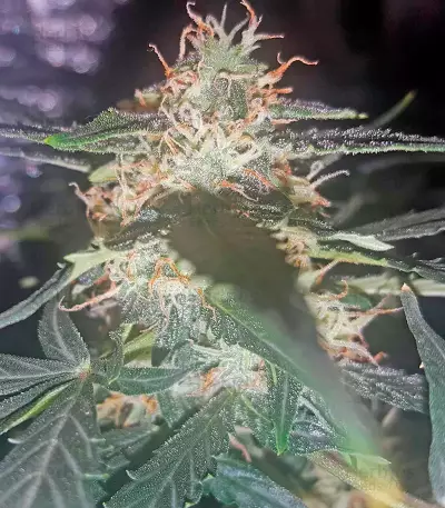 Graines de cannabis Lemon OG Haze Auto (Nirvana Seeds)