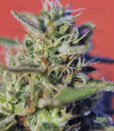 Wild Rose feminized seeds