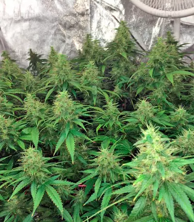 00 Kush Seeds