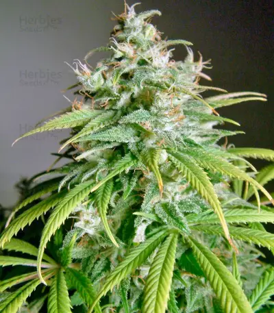 Amnesia Lemon Seeds