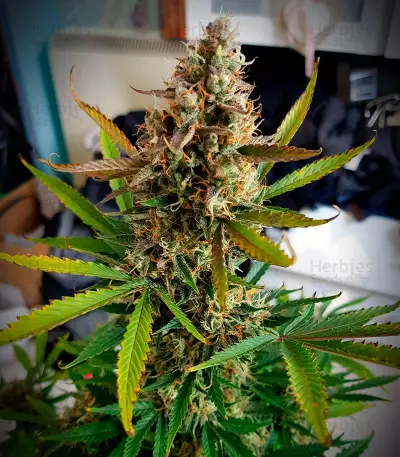 Auto Blackberry Kush Seeds