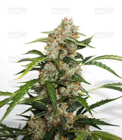 Sementes Feminizadas Auto Orange Bud (Dutch Passion)