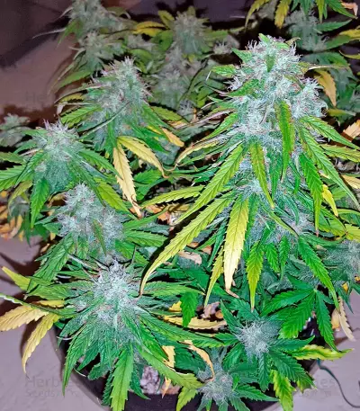 Graines de cannabis Auto Sweet Soma (00 Seeds)