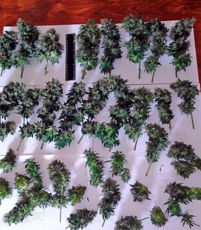 Kickass Auto feminized seeds