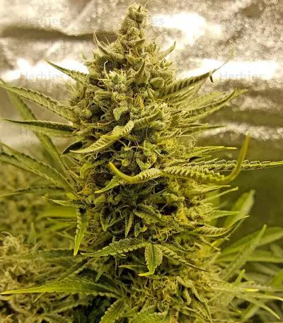 Blue Cheese Auto strain