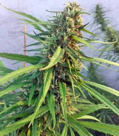 Blue Dream strain