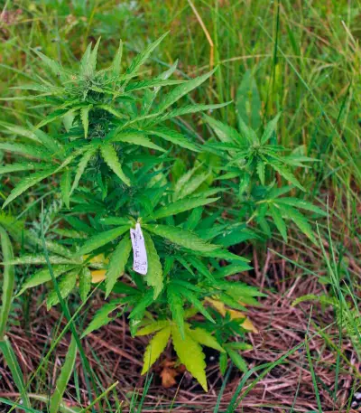 CBD Auto Compassion Lime Seeds