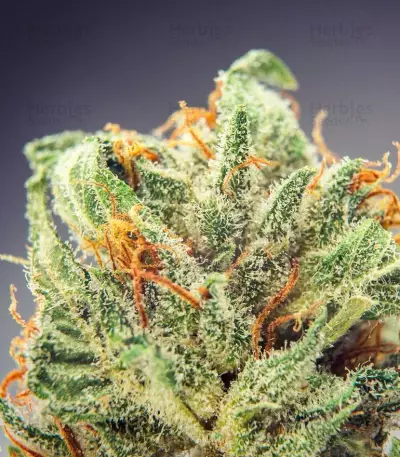 CBD Cherry Kush Seeds