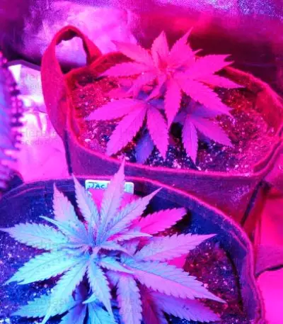Critical Jack Herer Auto Seeds