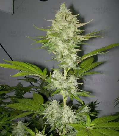 Candy Kush Express (Fast Flowering) (RQS)