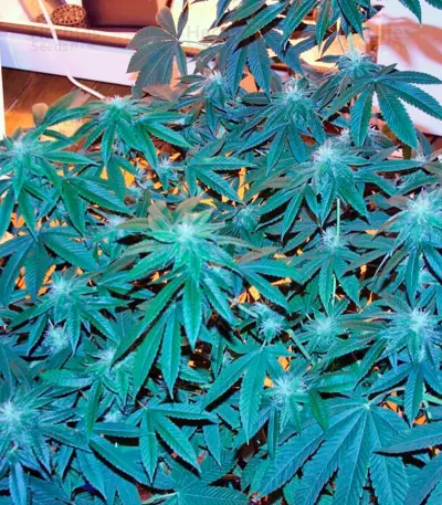 Damn Sour Seeds