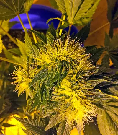 Flowerbomb Kush feminized seeds