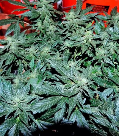 Pakistan Ryder Auto feminized seeds