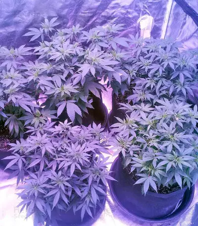 Raspberry Cough (Nirvana Seeds)