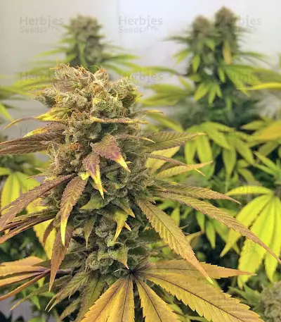 Graines de cannabis Raspberry Diesel (Humboldt Seeds Organization)