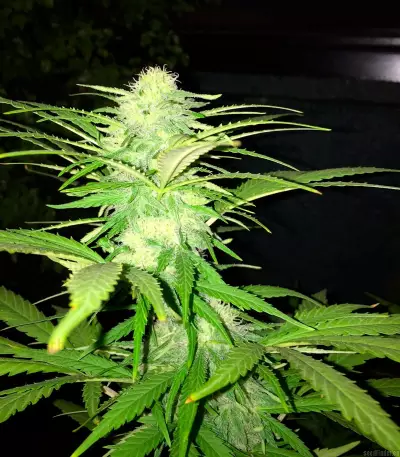 Semi femminizzati Sweet Black Angel di Samsara Seeds