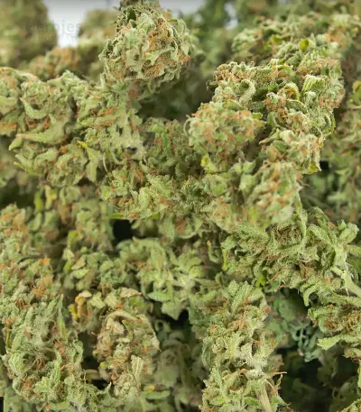 Sour Diesel Autoflowering Seeds