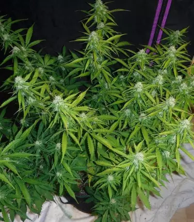 Semillas feminizadas Black Rose Auto (Delicious Seeds)