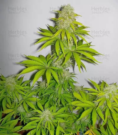 Super Skunk feminized seeds (Vision Seeds)