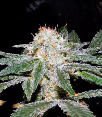 SAD Sweet Afgani Delicious S1 fem (Sweet Seeds)