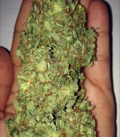 Graines de cannabis Thunderstruck (Sumo Seeds)