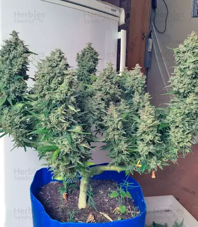 Black Jack Seeds