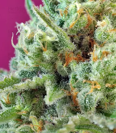 S.A.D. Sweet Afgani Delicious CBD (Sweet Seeds)