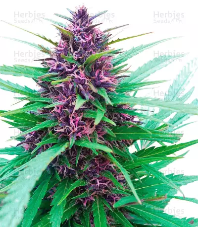 Shaman regular (Dutch Passion)