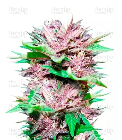 Graines de cannabis Dark Purple Auto (Delicious Seeds)