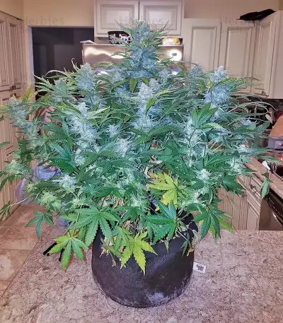 Girl Scout Cookies Auto (Cookies Auto) (Fast Buds)