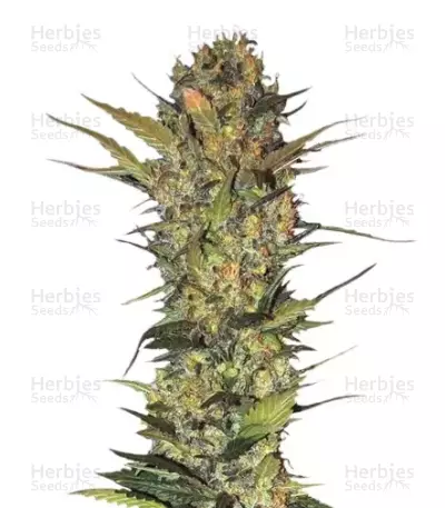 Graines de cannabis Lithium OG Kush (Nirvana Seeds)