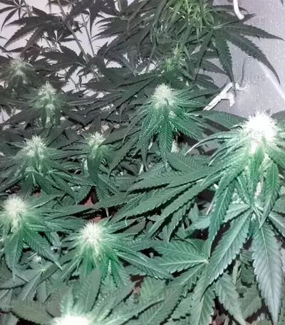 Lithium OG Kush Seeds