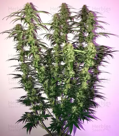 OG Kush Auto feminized seeds (Dr. Krippling Seeds)