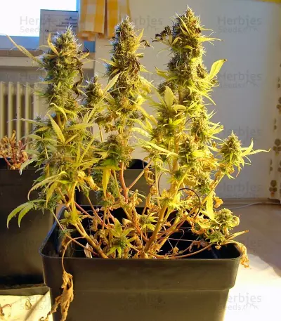 Wappa feminized seeds
