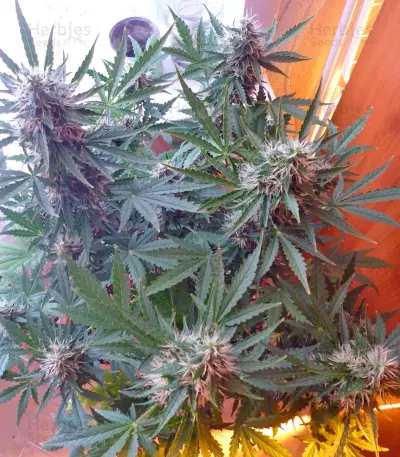 Auto Anesthesia strain
