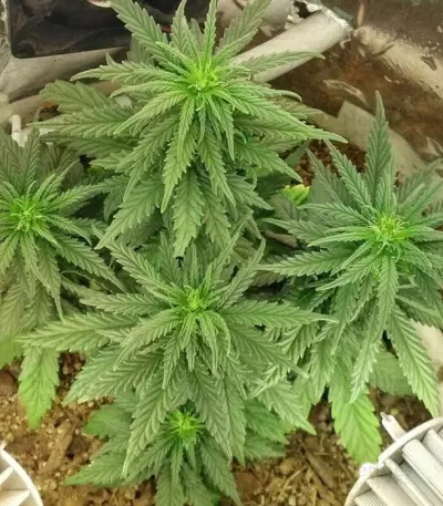 Auto Haze feminized seeds