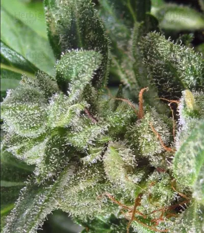 Auto NL Seeds