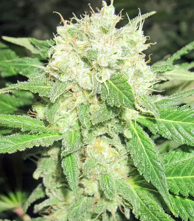 Diesel Glue (BCN Diesel) (Kannabia Seeds)
