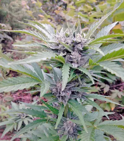 Blow Mind Auto Seeds
