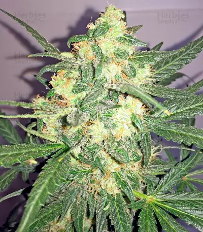 Blue Kush strain