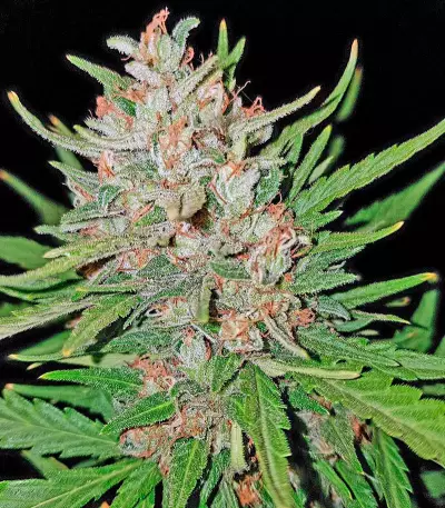 Semi femminizzati Blue Kush