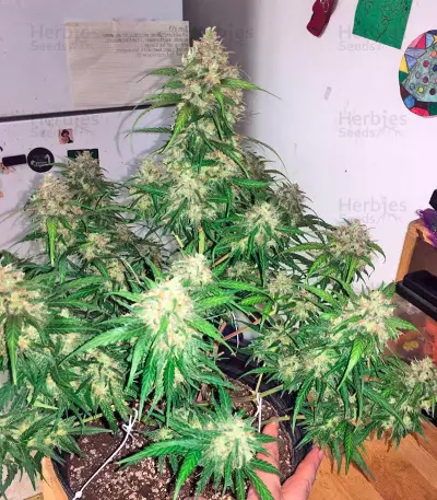 Blue Mystic cannabis strain