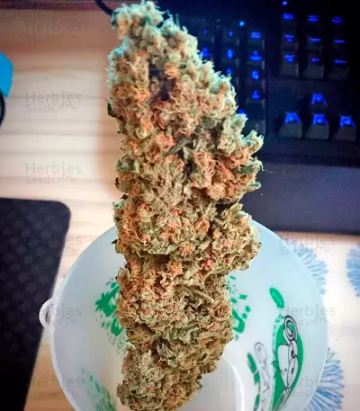 Critical + Seeds