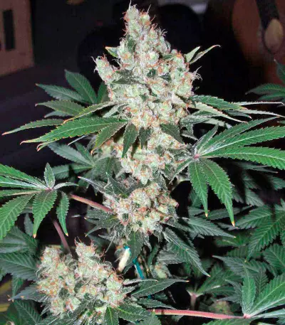Diesel Seeds (Dinafem Seeds)